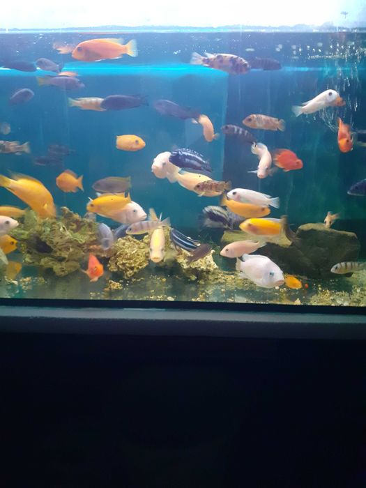 Pyszczaki malawi,pielegnice papuzie i cytrynowe