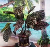 Planta Calathea Jungle Velvet