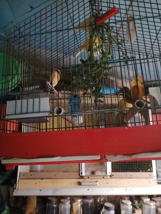 Mosaicos vermelhos e outros