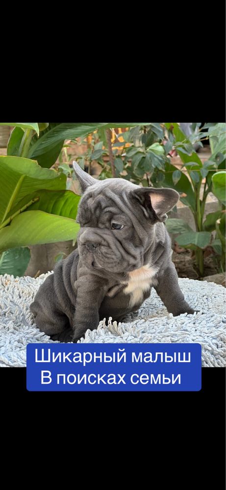 Французский бульдожик бигропчик! ЛЮКС малыш!