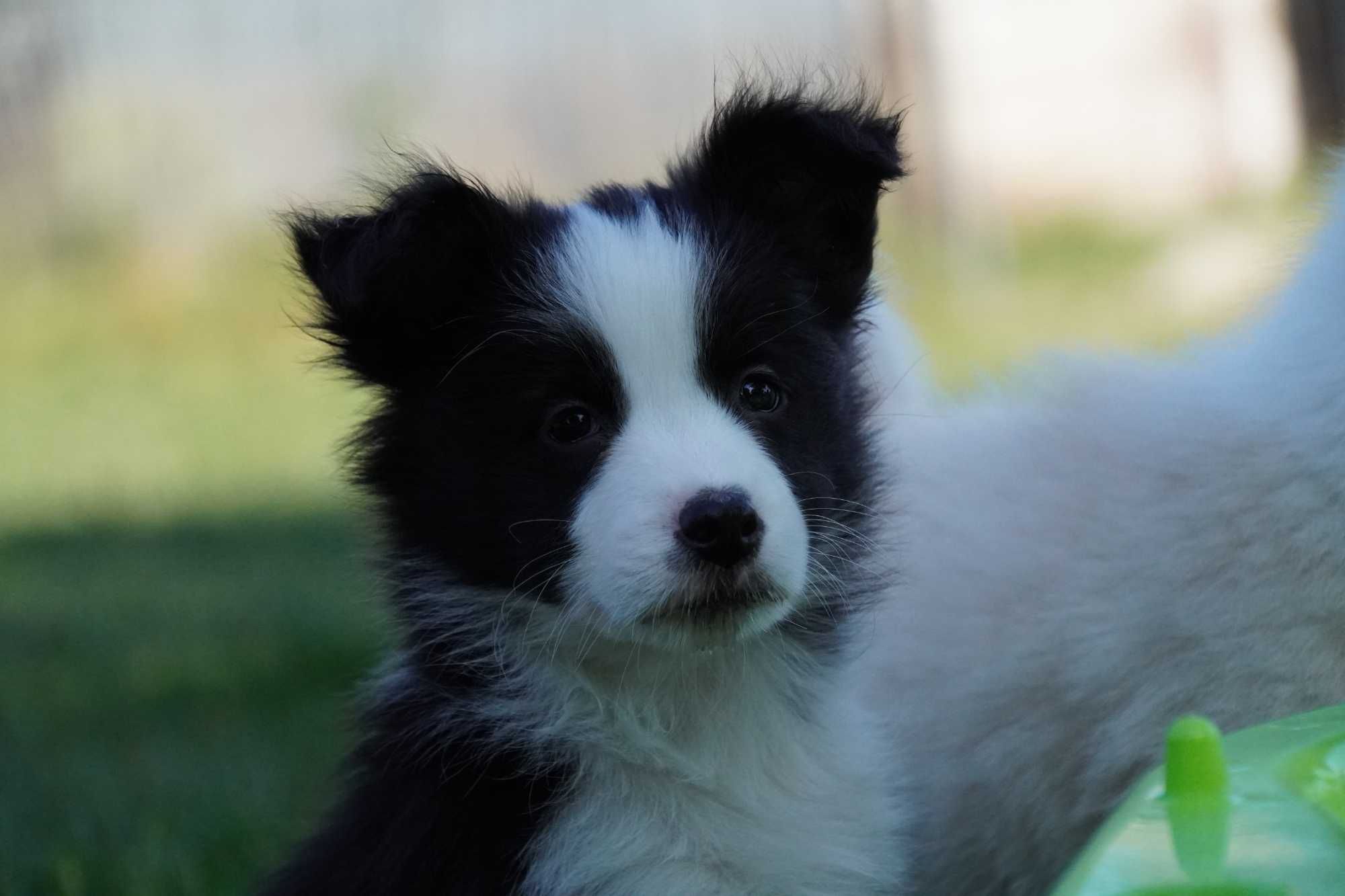 Border Collie  ZKwP / FCI