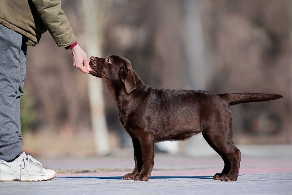 Цуценя / цуценята Лабрадора / щеня / щенята / щенок / щенки / Ретривер