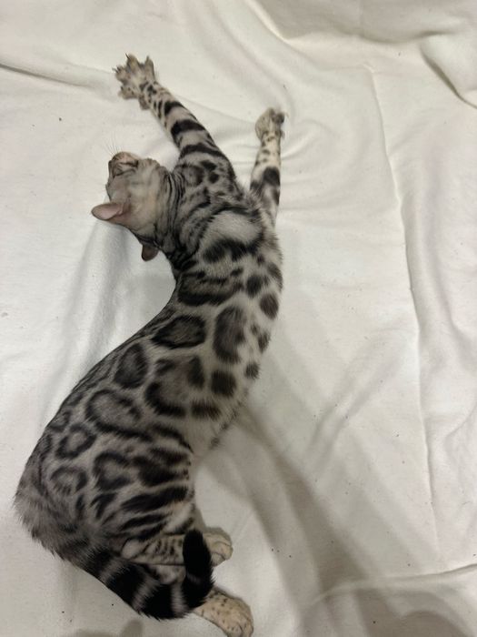 Bengal Blanco – 5 miesięczny kocur, Silver Spotted Tabby z rodowodem