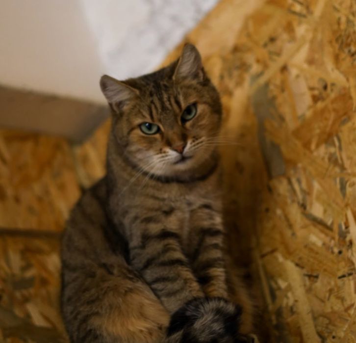 Зеленоглазая кошечка Афина, 2 года.