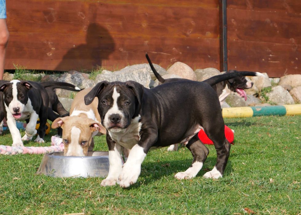 American Staffordshire Terrier ZKwP Amstaff FCI , mocny piesek WINETOO