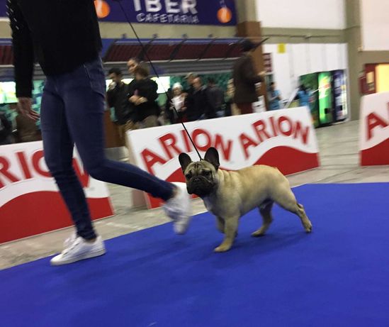 Bulldog Francês c/ LOP e AFIXO disponível para montas