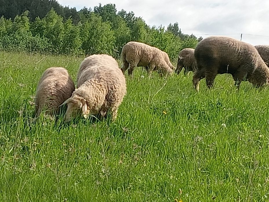 Tryk Merynos/Bergschaf.