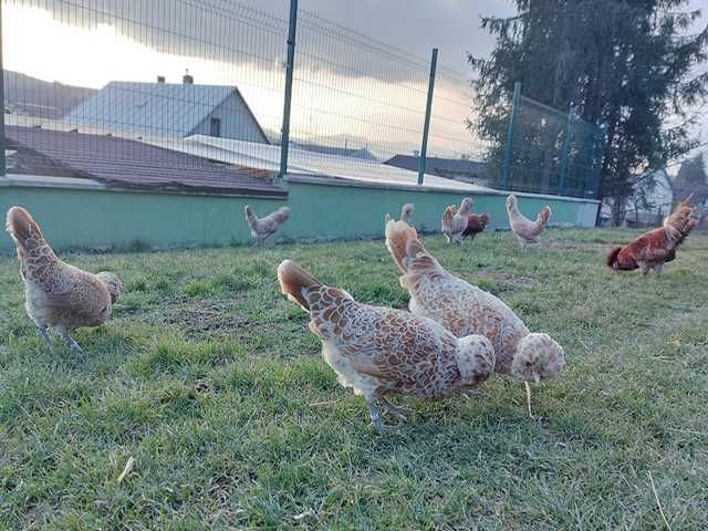 Інкубаційне яйце.(Курчата) Падуан фарфоровий, біле золото. Птиця.