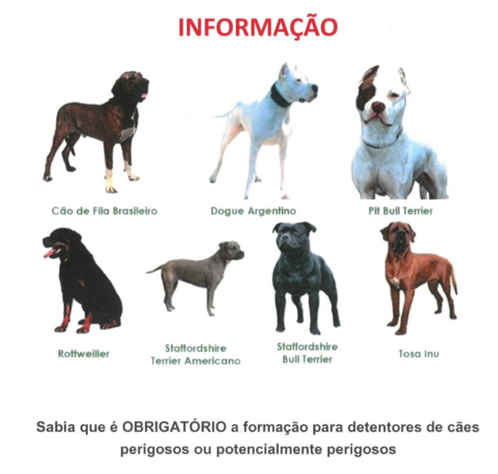 Adestramento de cães