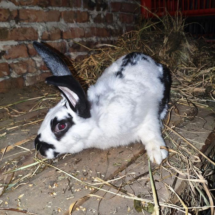 Продам кролицу кітну каліфорнійку