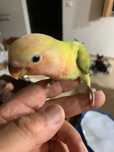 Agapornis roseicollis passaro criado à mao domesticado