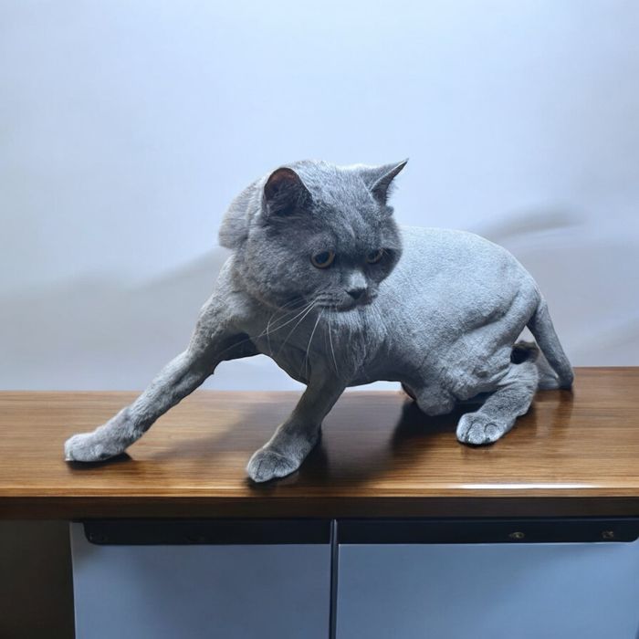 Стрижка(груминг)собак и кошек