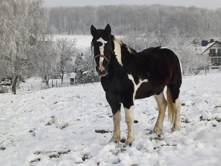 Klacz srokata zimnokrwista na 3 roku
