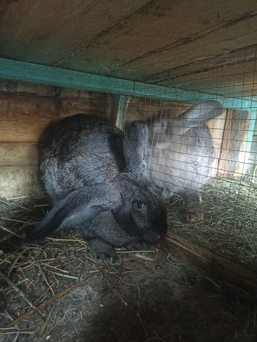 Продам кроли кролика смесь фландр строкач