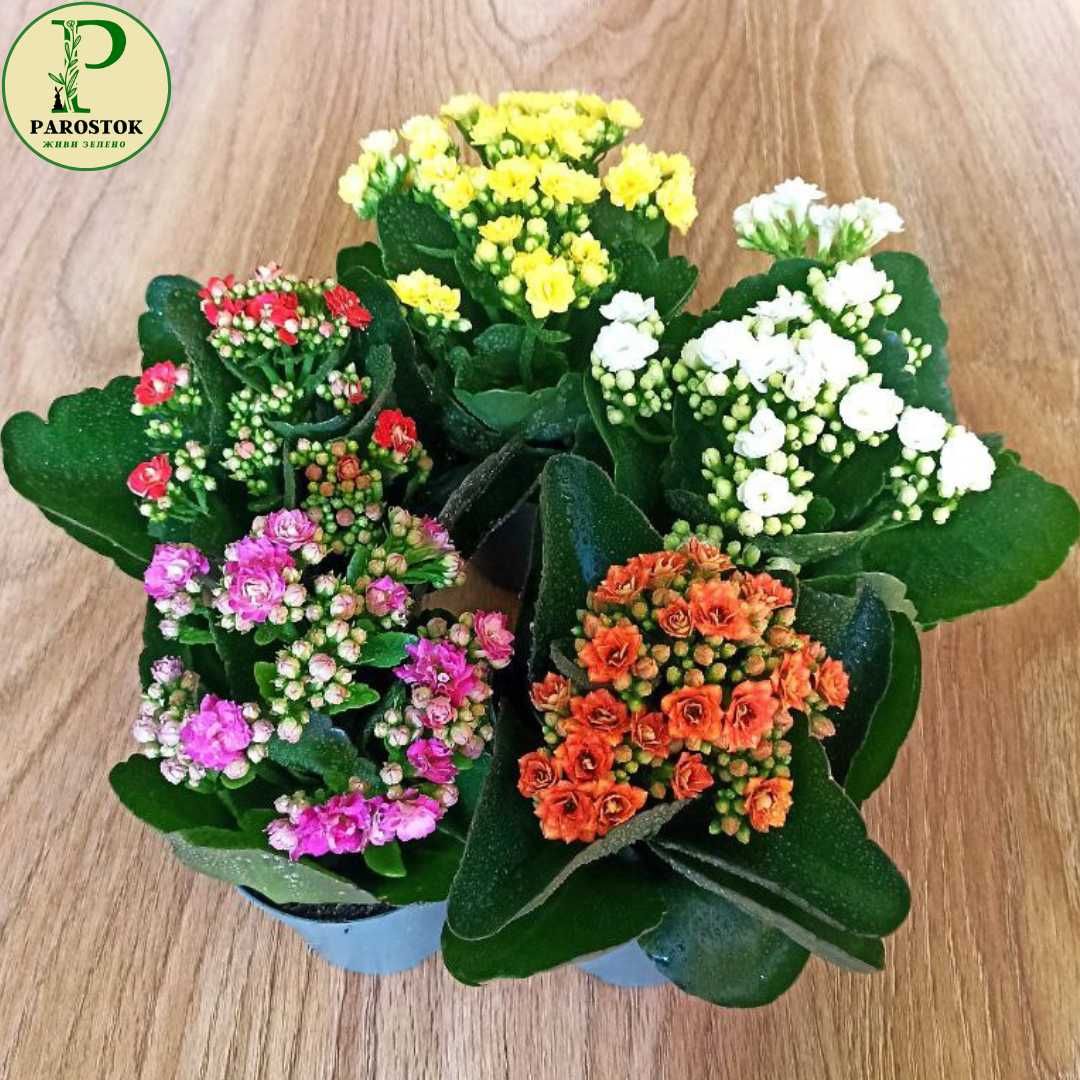 Колекція. Каланхое. Блоссфельда (Kalanchoe. Blossfeldiana).