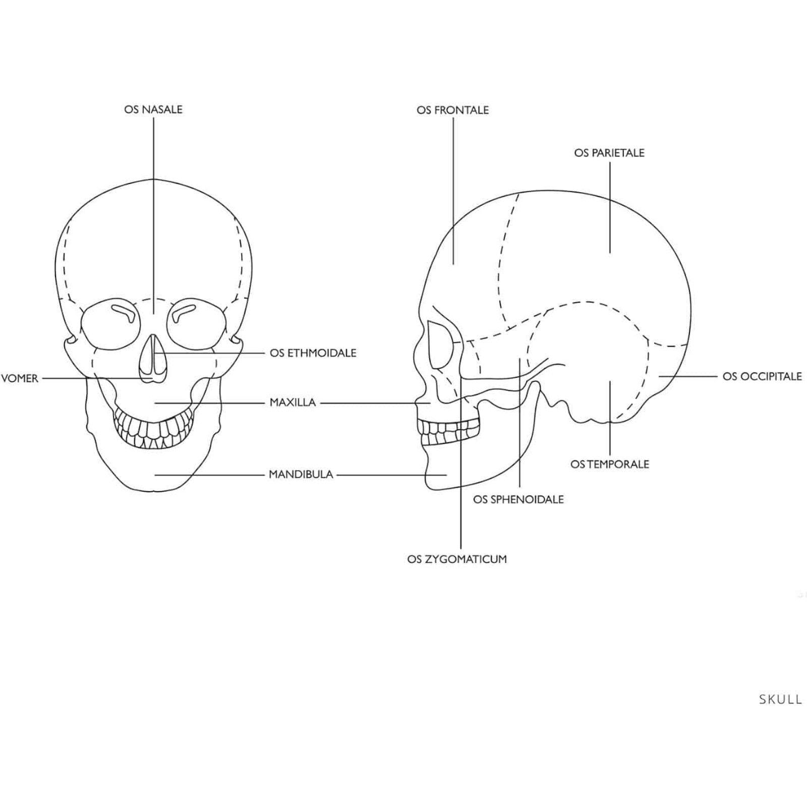 model anatomiczny czaszki człowieka kolorowa w skali 1:1 + zęby 3 szt.