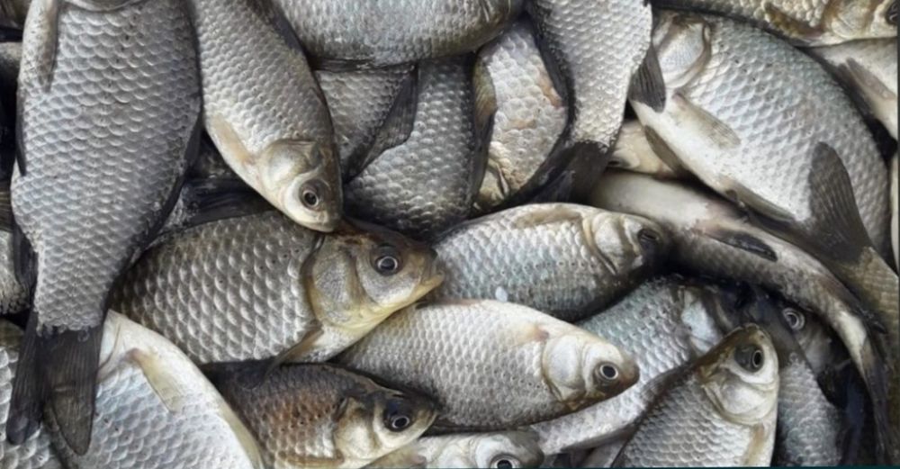 Karaś od 5 do 15 cm