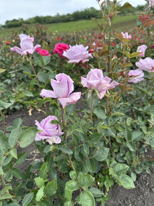 Саженцы Роз опт круглый год