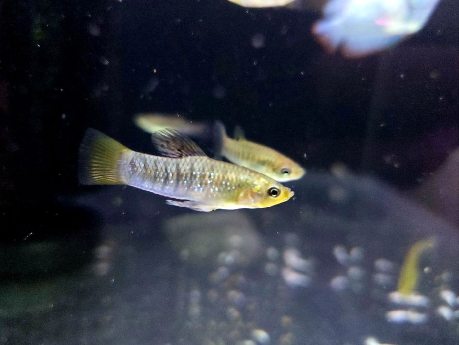 Limia nigrofasciata (limia pręgowana)