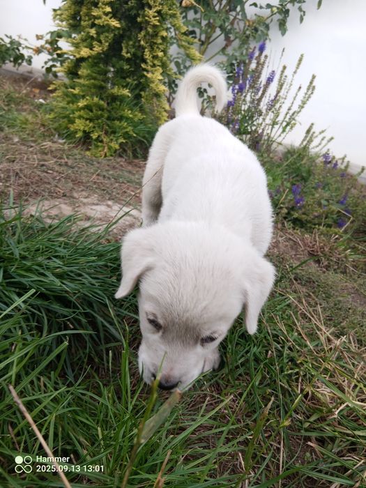 Szczeniaczki owczarka środkowoazjatyckiego