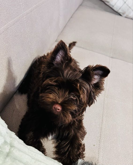 York Terrier czekoladowy