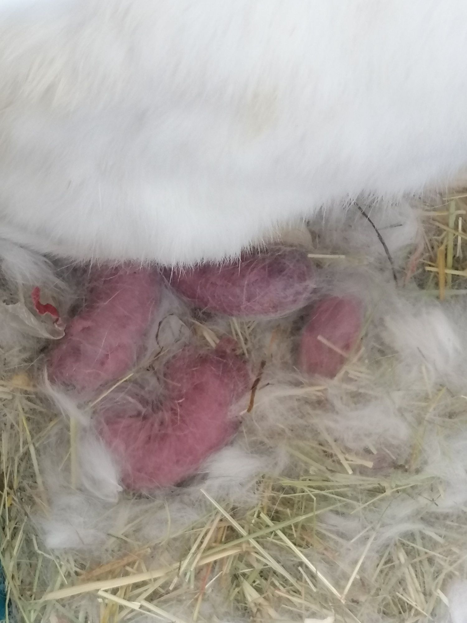 Coelhos taça angora