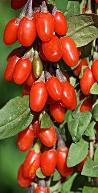 Plantas de GOJI para PRODUTORES, Alta rentabilidade