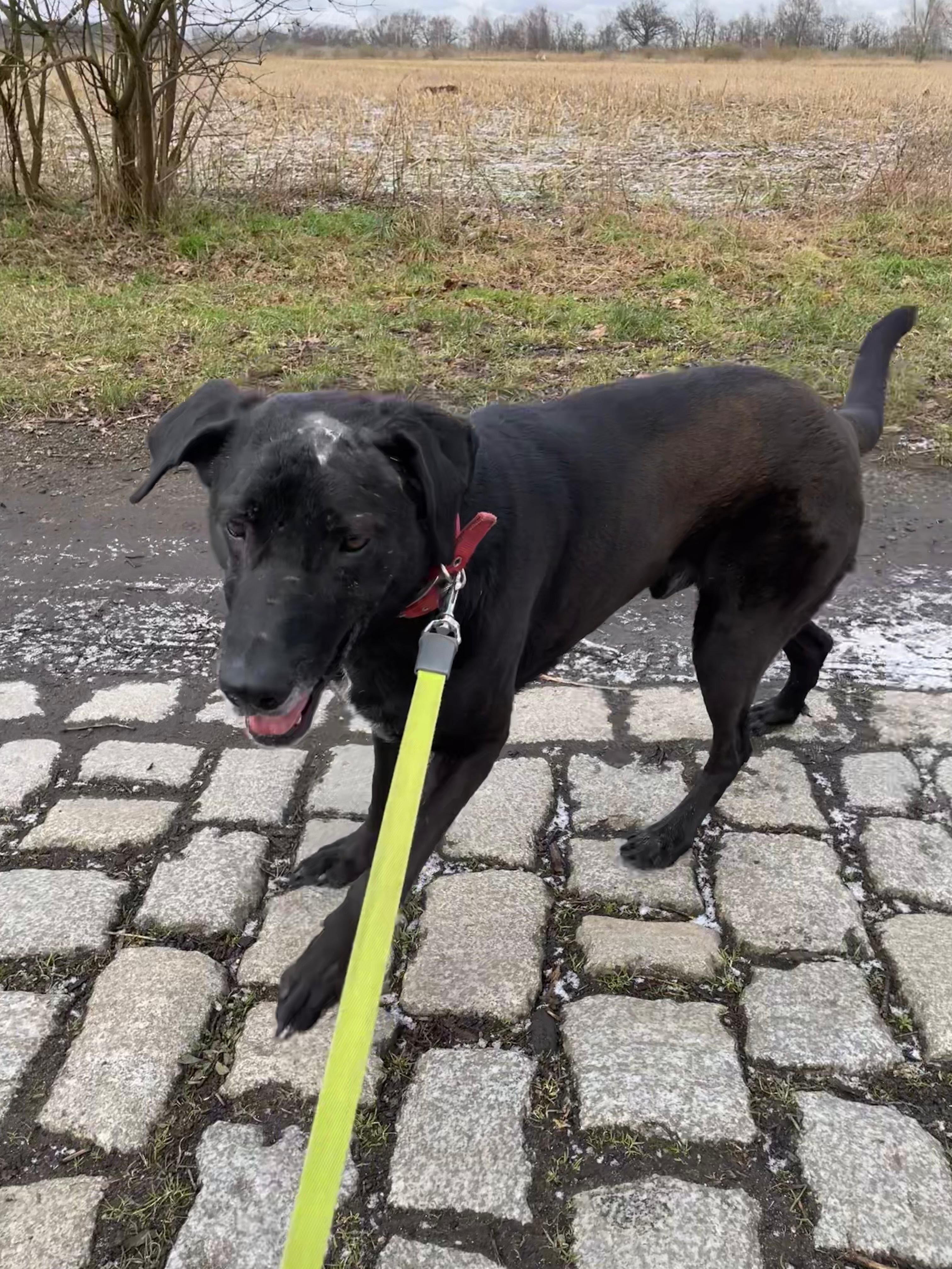 Bolek w typie labradora do adopcji