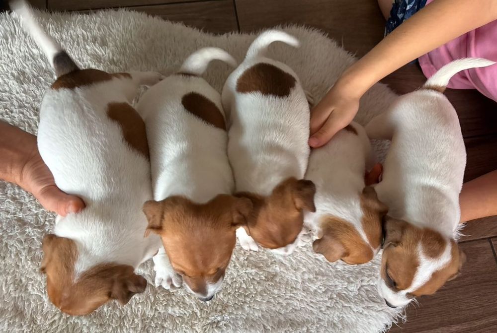 Jack Russell Terrier