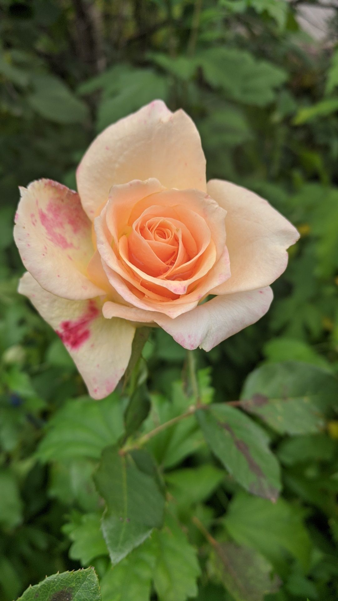 Троянда Премадонна