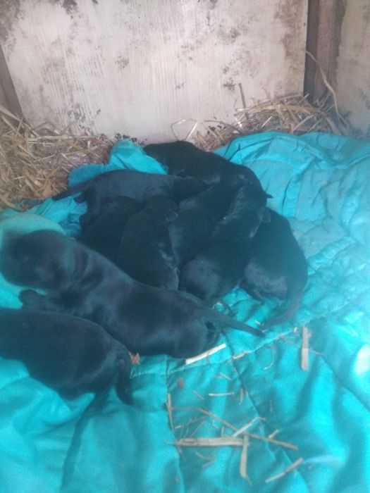 Продам  маленькі песиків лабрадорів