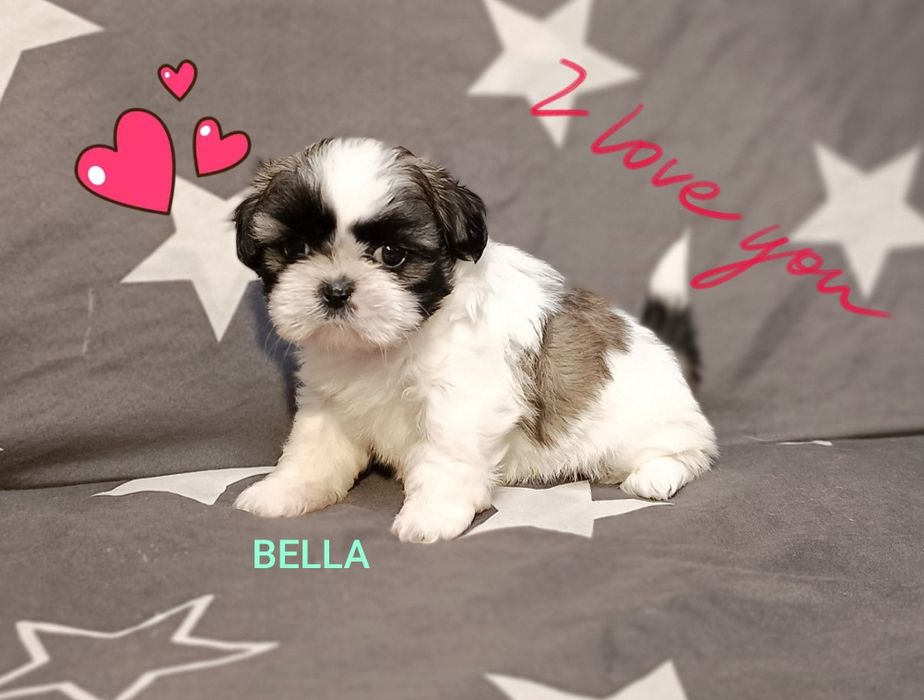 Shih Tzu suczka z rodowodem. Odbiór od 18.10.25