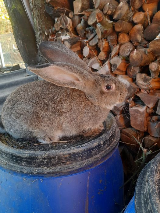 sprzedam młode króliki