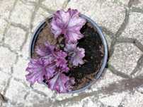 Heuchera  Forever Purple