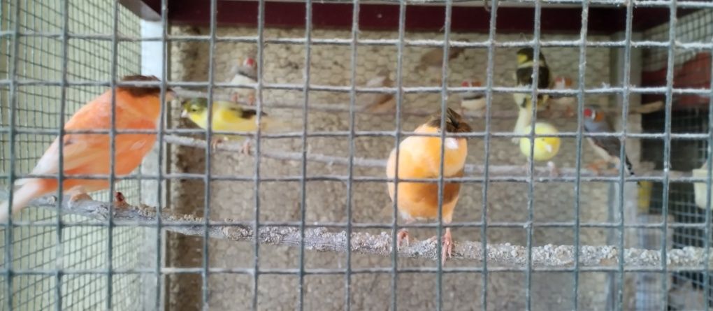 Canários amarelo machos