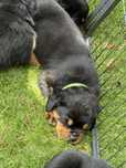 Rottweiler, szczeniak, piesek, ZKwP