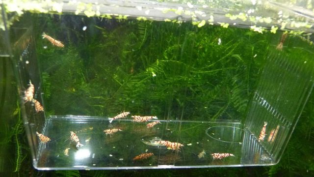 Krewetki Caridina: fancy red, nanashi, backline, steel