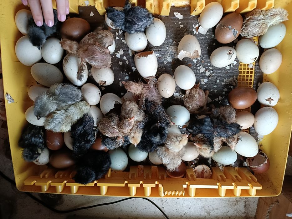 Pintos Marans, ayam ketawa, paduanas, araucanas, andaluzas surenha mor