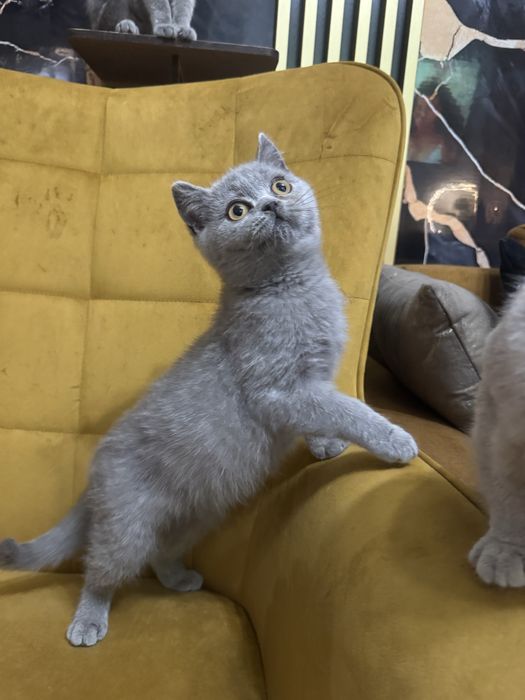 Kocur ,kocurek Brytyjski niebieski Fpl gotowy na zmiane domu