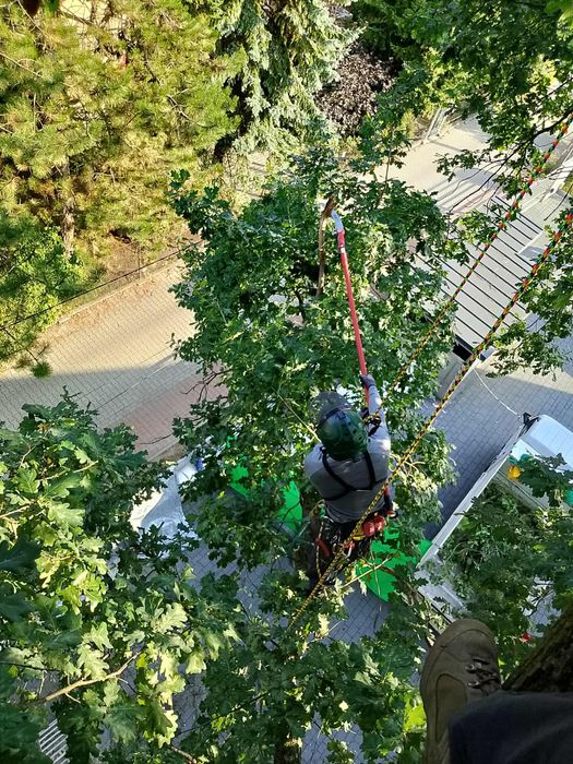 Wycinka drzew i usługi arborystyczne