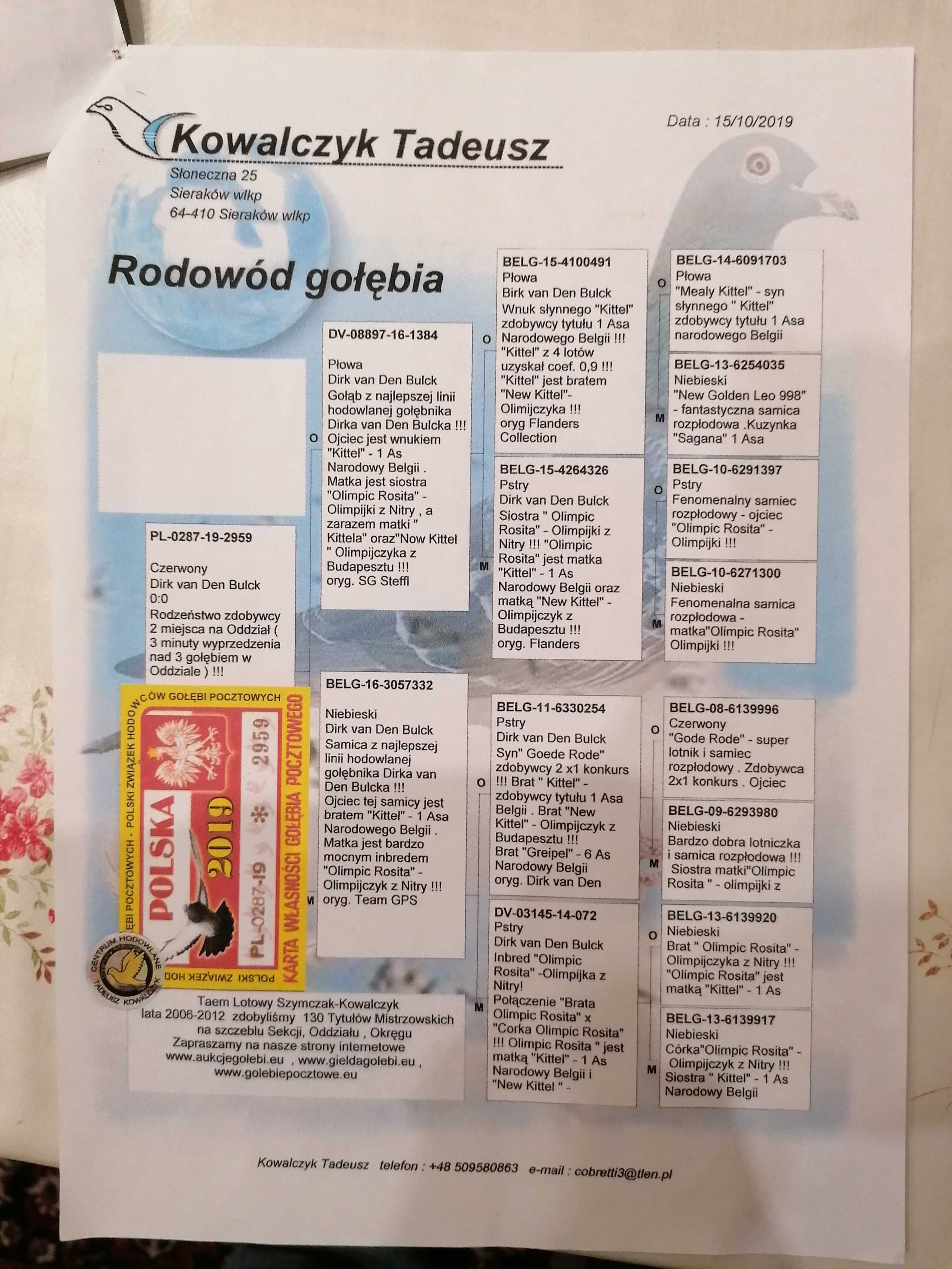 samiczka rozpłodowa rocznik 2018 Kostorz/Kowalczyk gołębie pocztowe