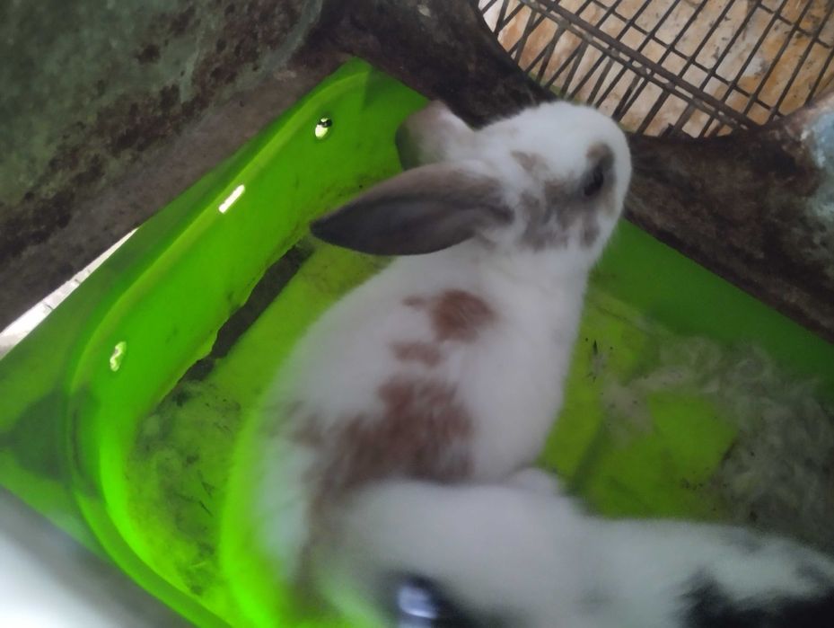 Coelhinhos especial presente! - Muito meigos! Kit com tudo!