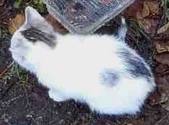 Белые плюшевые котята 2мес кошеня котенок белый белая кішечка