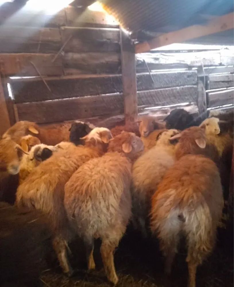 продаємо баранів і ягнят