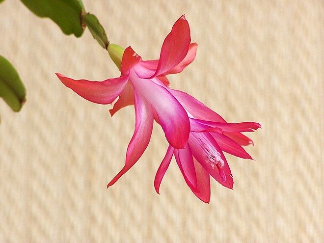 Шлюмбергера або різдвяниу кімнатна квітка