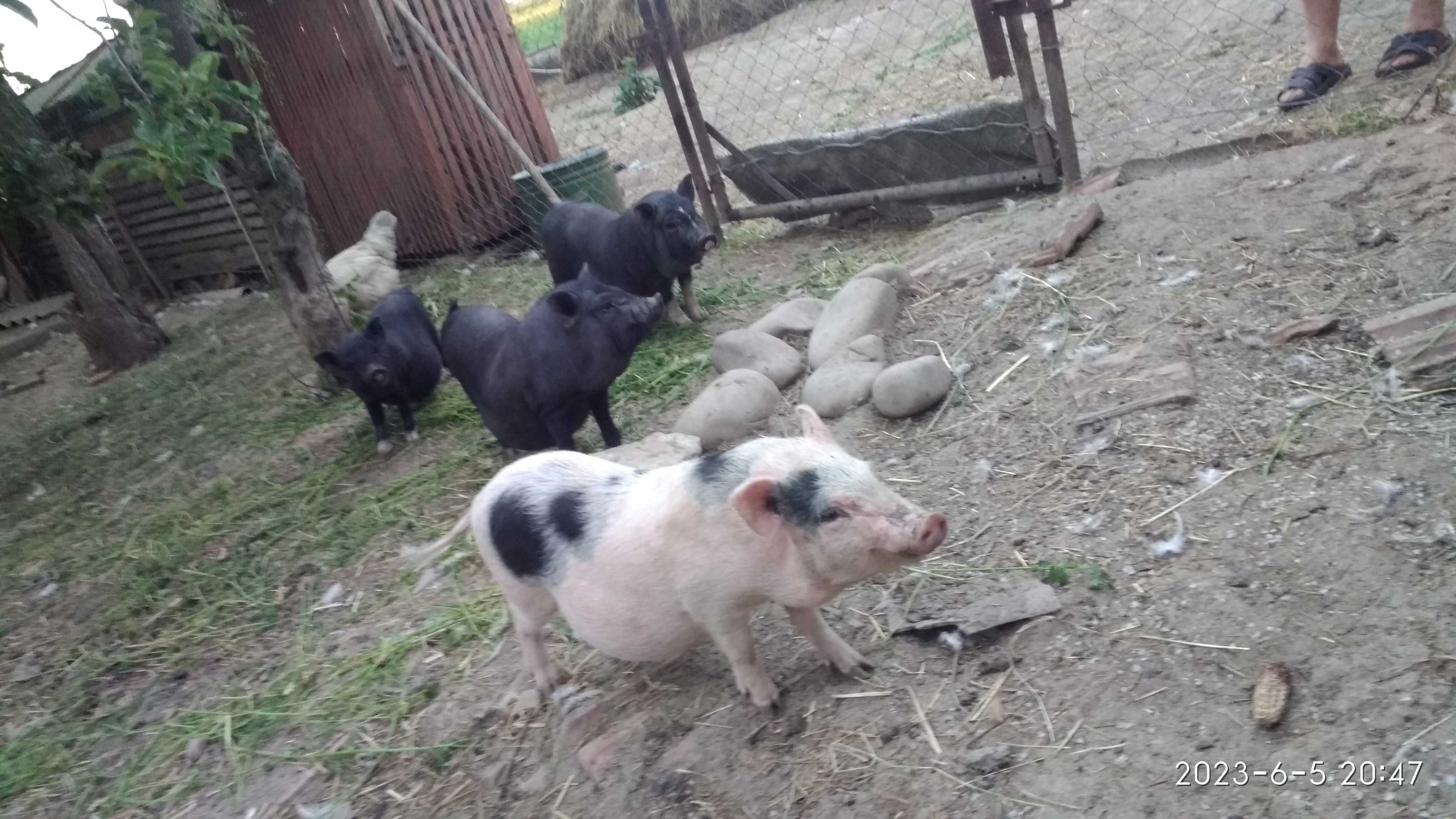 Продам свині вєтнамці