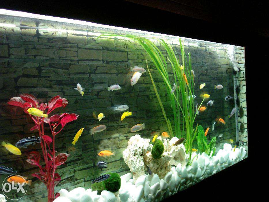 AKWARIUM ŚCIENNE AquaCool 87 litrów długość 130x50x15