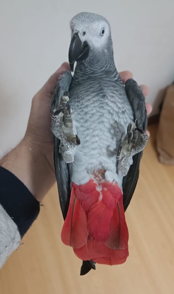 Papagaio cinzento