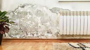 Reparações rápidas casa pinturas humidades torneiras wc chão telhados