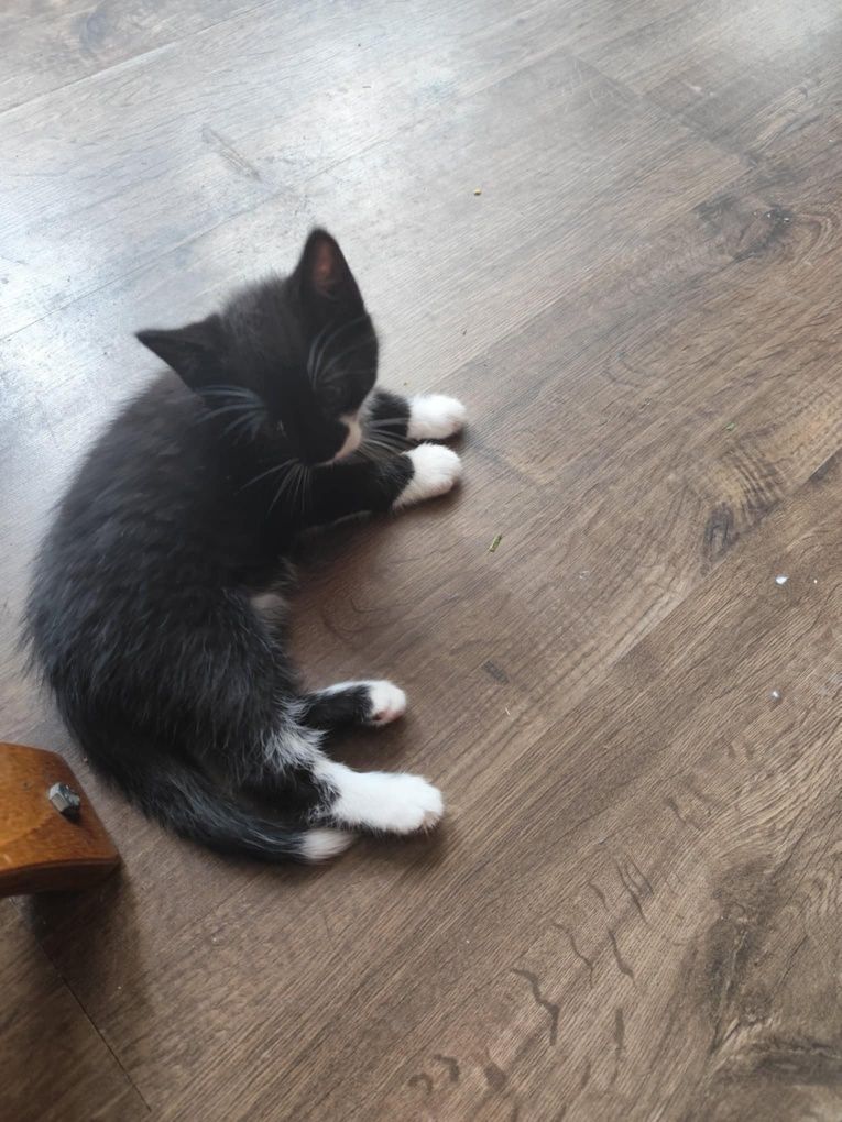 Kotek do adopcji